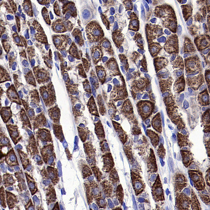 COXIV Recombinant Rabbit mAb (S-5358)