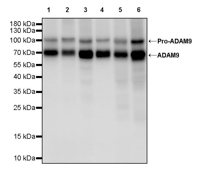 ADAM9 Recombinant Rabbit mAb (S-3270-74)