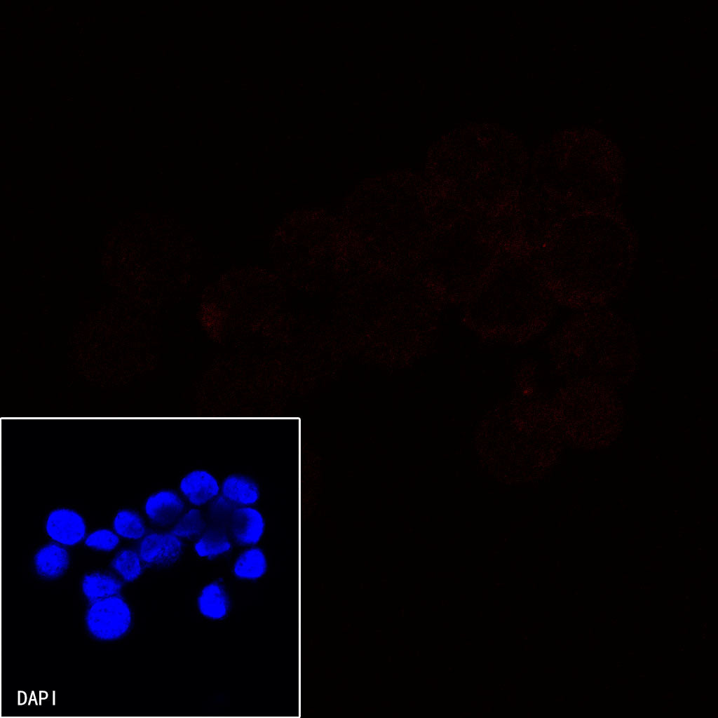 CD21 Mouse mAb (Alexa Fluor® 594 Conjugate) (S-764-18)