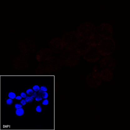 CD21 Mouse mAb (Alexa Fluor® 594 Conjugate) (S-764-18)