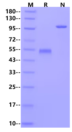 CD40 Fc Chimera Protein, Mouse