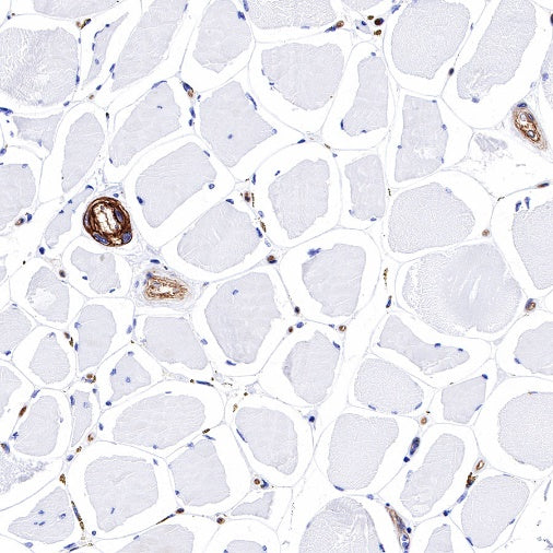 CD239 Recombinant Rabbit mAb (S-683-3)