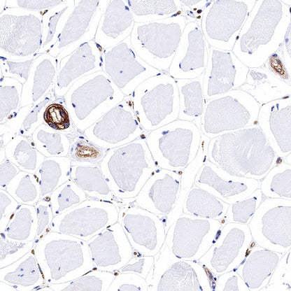 CD239 Recombinant Rabbit mAb (S-683-3)