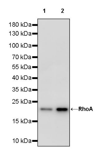 RhoA Recombinant Rabbit mAb (S-1310-159)
