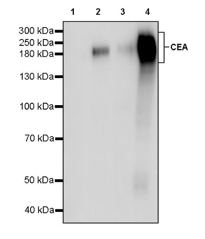 CEA Recombinant Rabbit mAb (SDT-098-63)