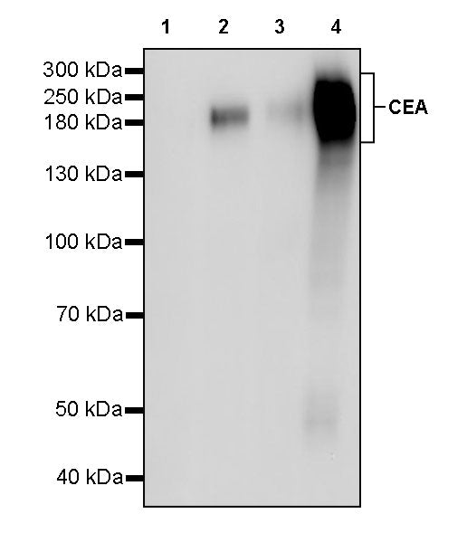 CEA Recombinant Rabbit mAb (SDT-098-63)