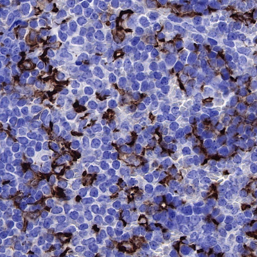 Iba1 Recombinant Rabbit mAb (S-484-18)