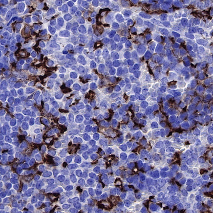 Iba1 Recombinant Rabbit mAb (S-484-18)