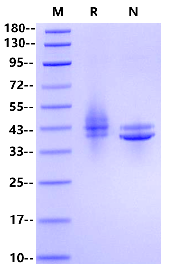 IL-12/IL-23 p40 Monomer Protein, Rat