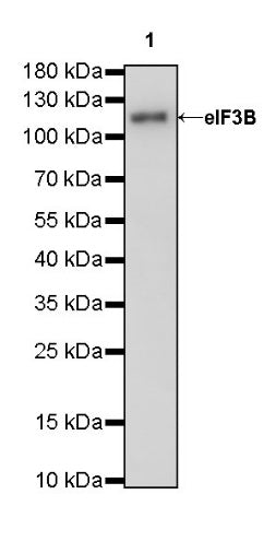eIF3B Rabbit polyclonal antibody