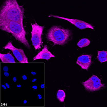 GAPDH Recombinant Mouse mAb (Alexa Fluor® 647 Conjugate) (S-4721)