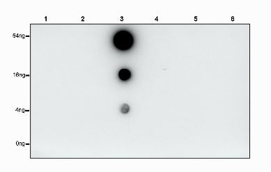 Phosphotyrosine Rabbit mAb (S-R207)