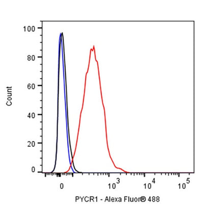 PYCR1 Rabbit Polyclonal Antibody