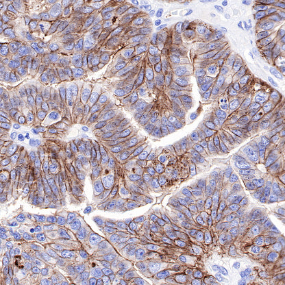 CD9 Recombinant Rabbit mAb,PBS Only (SDT-143-53)