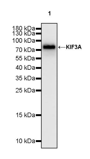 KIF3A Recombinant Rabbit mAb (S-1083-9)