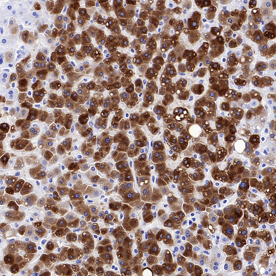 CYP3A4 Recombinant Rabbit mAb (S-2281-146)