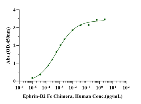 Ephrin-B2 Fc Chimera Protein, Human