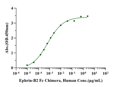 Ephrin-B2 Fc Chimera Protein, Human