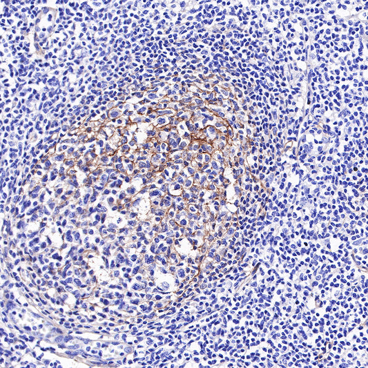 S-RMab®B7-H3/CD276 Recombinant Rabbit mAb (SDT-R158)