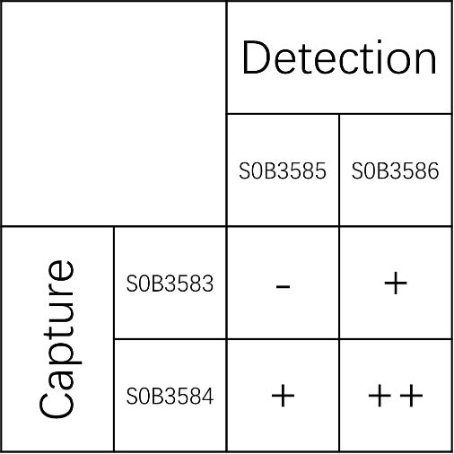PD-L1 Recombinant Rabbit mAb (SDT-119-11)