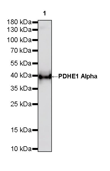 PDHE1 Alpha Mouse mAb