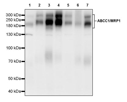 ABCC1/MRP1 Recombinant Rabbit mAb (SDT-4056-11)
