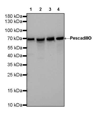 PES1 Recombinant Rat mAb (SDT-R197)