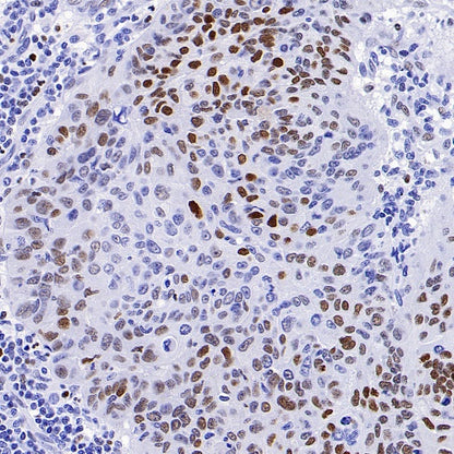 CREB (phospho S133) Recombinant Rabbit mAb (S-1100-102)