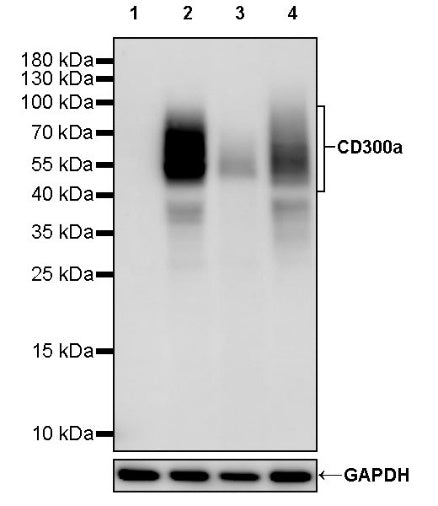 CD300a Rabbit Polyclonal Antibody