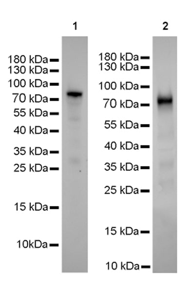 S-RMab® p63 Recombinant Rabbit mAb,PBS Only (SDT-054-38)