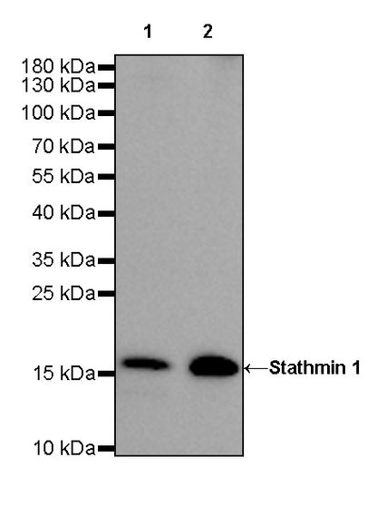 Stathmin 1 Recombinant Rabbit mAb (SDT-383-4)