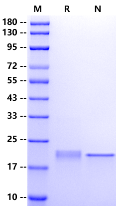 LIF Protein, Mouse