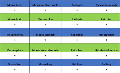 MYG1 Recombinant Rabbit mAb (S-2248-25)