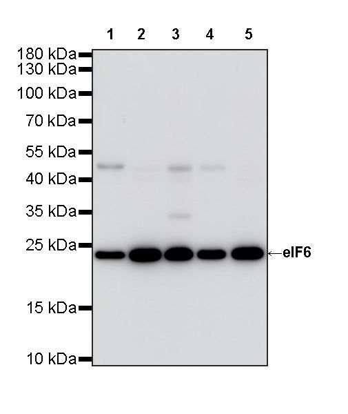 eIF6 Recombinant Rabbit mAb (S-4171-13)