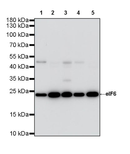 eIF6 Recombinant Rabbit mAb (S-4171-13)