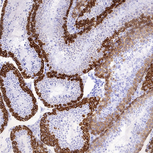 S-RMab® DAZL Recombinant Rabbit mAb (S-1588-3)