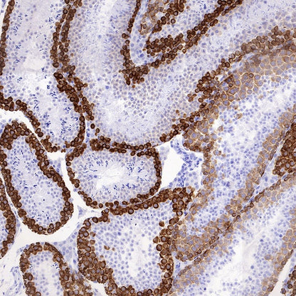 S-RMab® DAZL Recombinant Rabbit mAb (S-1588-3)