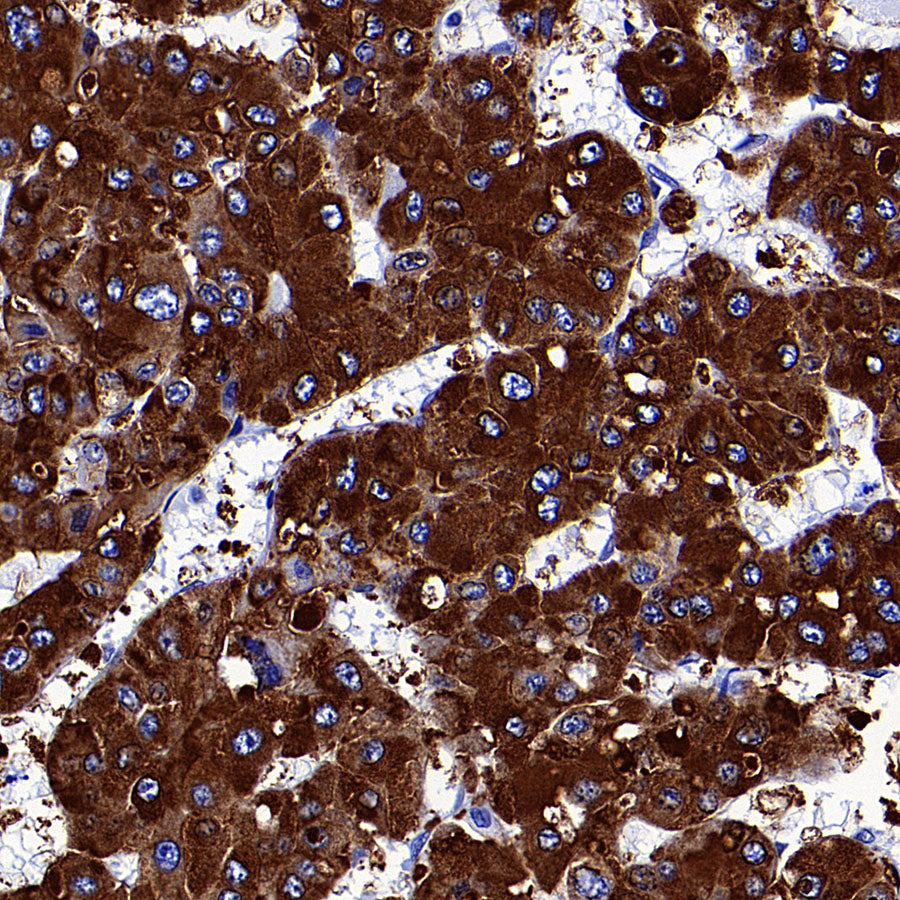 COX2 / Cyclooxygenase Recombinant Rabbit mAb (S-5952)