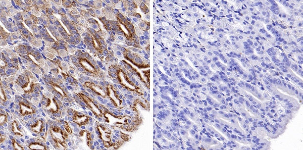 Phospho-PDHA1 (S293) Recombinant Rabbit mAb (S-1729-25)