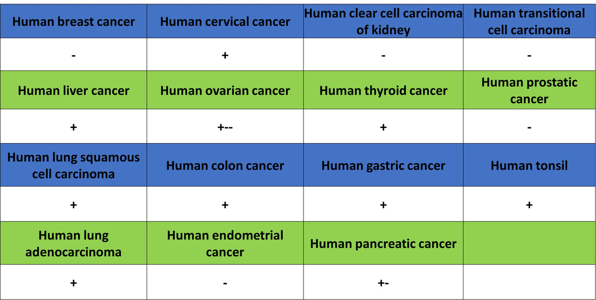 YY1 Recombinant Rabbit mAb (S-3652-44)