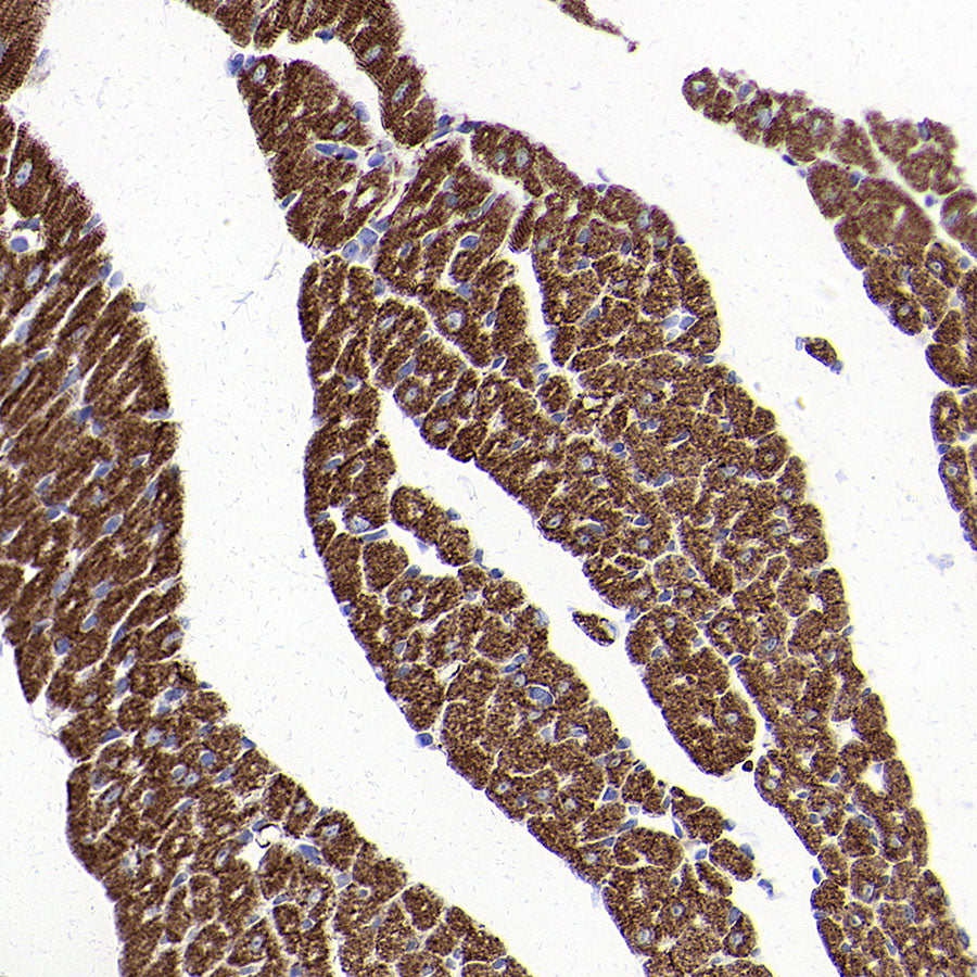 BMP4 Recombinant Rabbit mAb (S-3938-66)