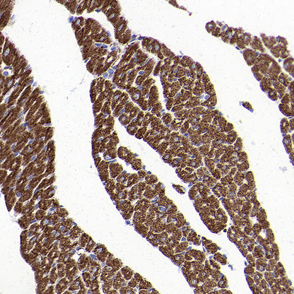 BMP4 Recombinant Rabbit mAb (S-3938-66)