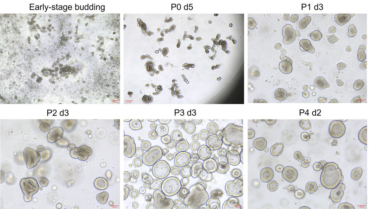Activin A Protein, Human/Mouse/Rat (High Active）