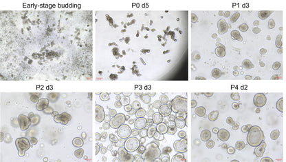 Activin A Protein, Human/Mouse/Rat (High Active）