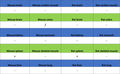 CD134 Recombinant Rabbit mAb (S-4797)