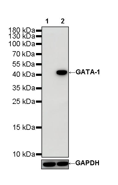 GATA1 Recombinant Rabbit mAb (S-5401)