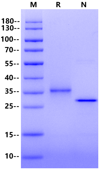 IGFBP-1 Protein, Human