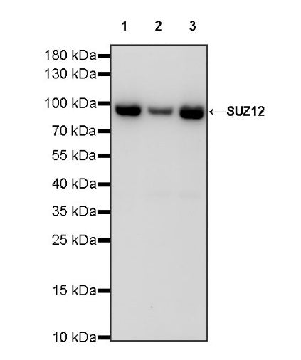 SUZ12 Recombinant Rabbit mAb (S-1689-3)