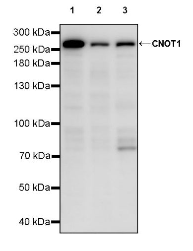 CNOT1 Recombinant Rabbit mAb (S-2273-65)
