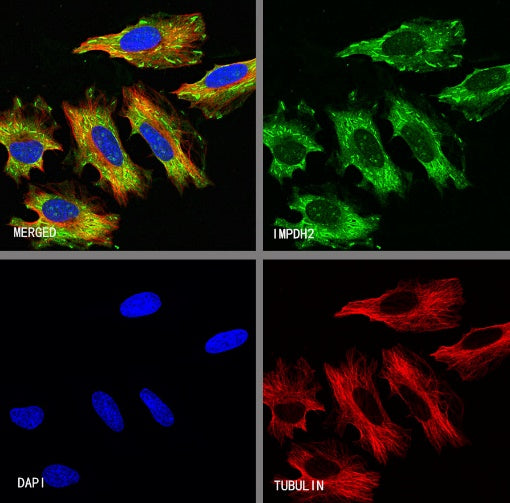 IMPDH2 Rabbit Polyclonal Antibody